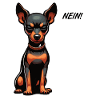No Miniature Pinscher Pinscher Pinscher Owner
