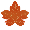 Autumn Maple Leaf Illustration