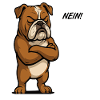 No English Bulldog Bully Bully Owner