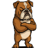 English Bulldog Bully Bully Owner Bullyfan