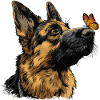 German Shepherd and butterfly