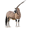 Gazelle