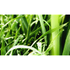 Morning grass