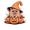 Halloween Hexenhut Kürbis Hund Zwergspitz