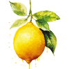 Citrons à l'aquarelle
