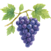 Weintrauben Wasserfarben Illustration