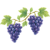 Grape traditional costume design