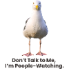 Humorous Seagull Phrase T-Shirt Design