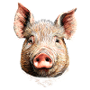 Cochon domestique Truie Cochons Love Piggy