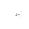 Swans Swan