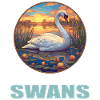 Swans Swan