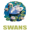 Swans Swan
