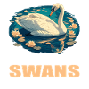 Swans Swan