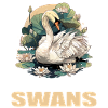 Swans Swan