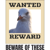 Humorous Seagull Wanted Poster