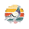 Pigeons Pigeon Breeders Feathered and fabulous