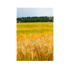 Adventure in the Wheat Field
