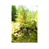 Abenteuer in grüner Waldlandschaft