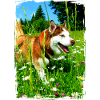 Husky im Blumenfeld
