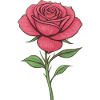 Elegant rose illustration for clothes