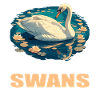 Swans Swan