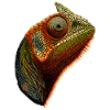 Chameleon Lizard Reptile Chameleon Iguana Lizard