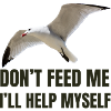 Seagull with Bold Statement