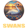 Swans Swan