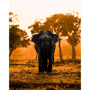 elephant-tree-sunset-sunrise