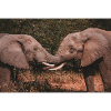 Elephants Intertwining Trunks 