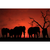 Elephants at Sunset Silhouette