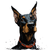 Doberman cool