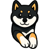Chien Shiba Inu Mignon et Drôle