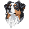 Australian Shepherd Portrait