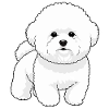 Bichon Mignon 