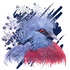 Crowned Pigeon