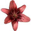 Elegant Pink Lily Petals Design