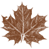 maple leaf