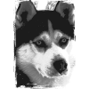 Black and white Husky portrait