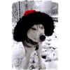 Sled dog with Christmas hat