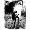 Schwarz-Weiß Hund im Wald