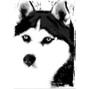 Black and white Husky portrait on textile