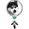 Husky portrait with dream catcher