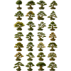 Various bonsai trees collection