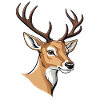 Elegant deer head with antlers