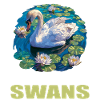 Swans Swan