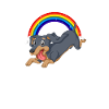 Dachshund