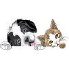 Chat et chien