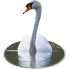 Elegant swan on calm water