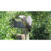 Beautiful big vulture with spread wings